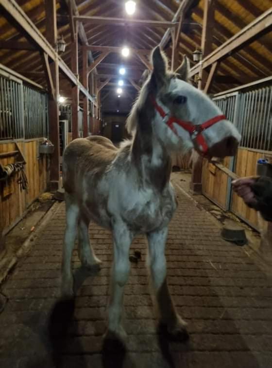 Pensjonat Przy Stajni Kierzkowo  Dış mekan fotoğraf