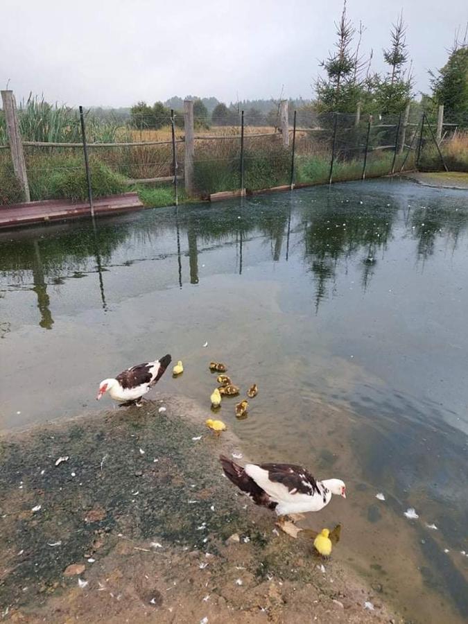 Pensjonat Przy Stajni Kierzkowo  Dış mekan fotoğraf