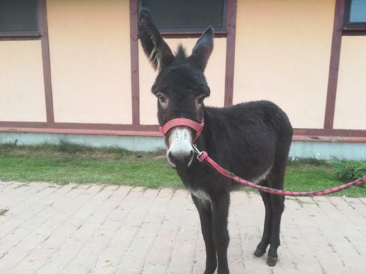 Pensjonat Przy Stajni Kierzkowo  Dış mekan fotoğraf